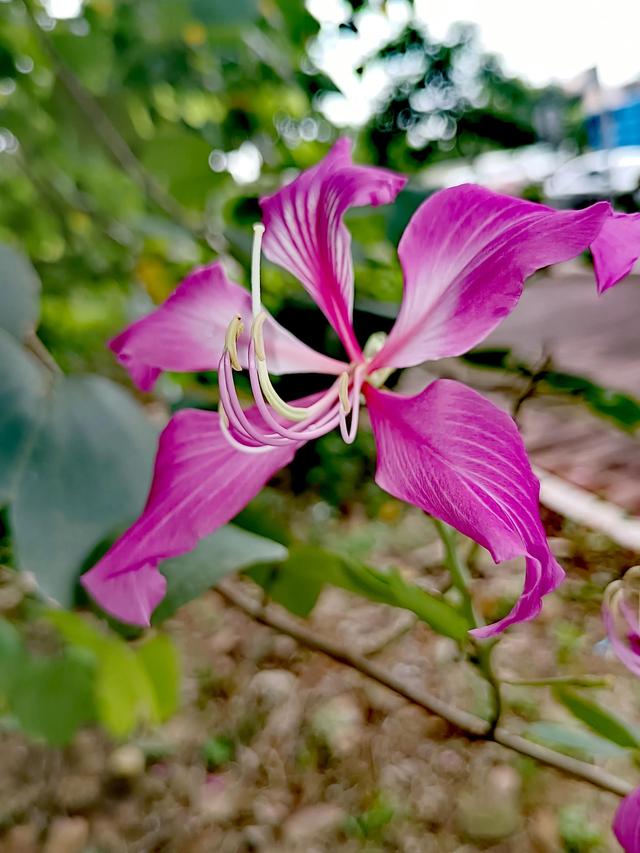 紫荆花代表什么，紫荆花代表什么精神（紫荆花的花语是亲情）