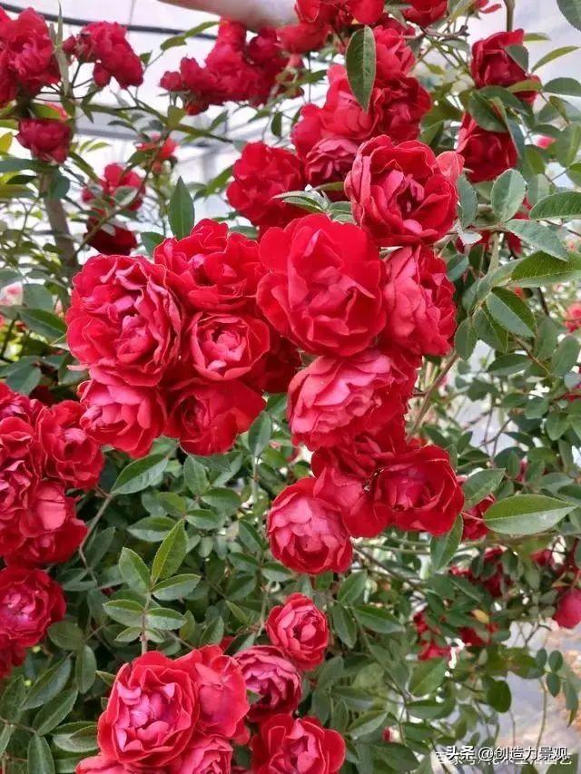 木香花是什么，木香花是什么样子的（美色不逊月季的爬藤植物——木香花）