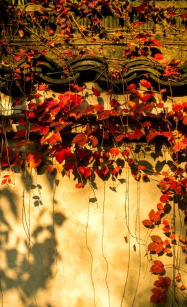 关于秋天的散文，关于秋天的散文精选（是一个适合回忆的季节）