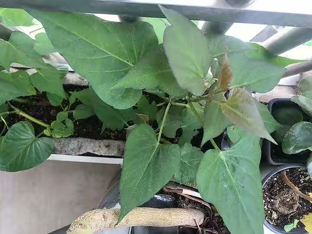 阳台适合种什么菜，什么菜适合在阳台上种（阳台小就种“4种菜”）