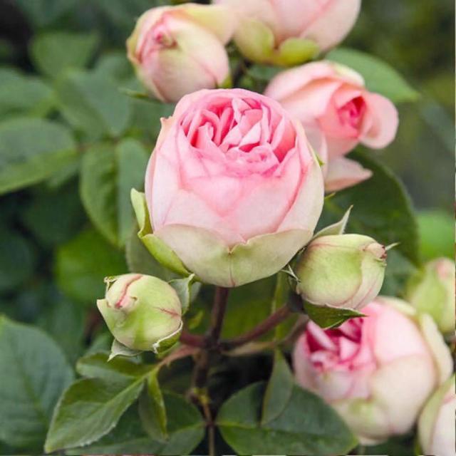 仙度瑞拉月季，仙度瑞拉是哪个公主（分享图片一一一灰姑娘月季）