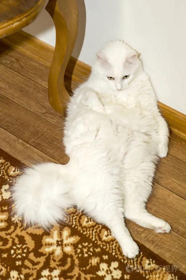 波斯猫多少钱一只，折耳猫价格多少钱一只（宠物猫价格排行榜）