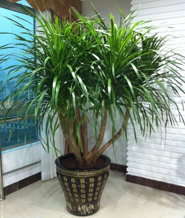 三种"富贵树",镇宅又旺家) - 彝家农业网