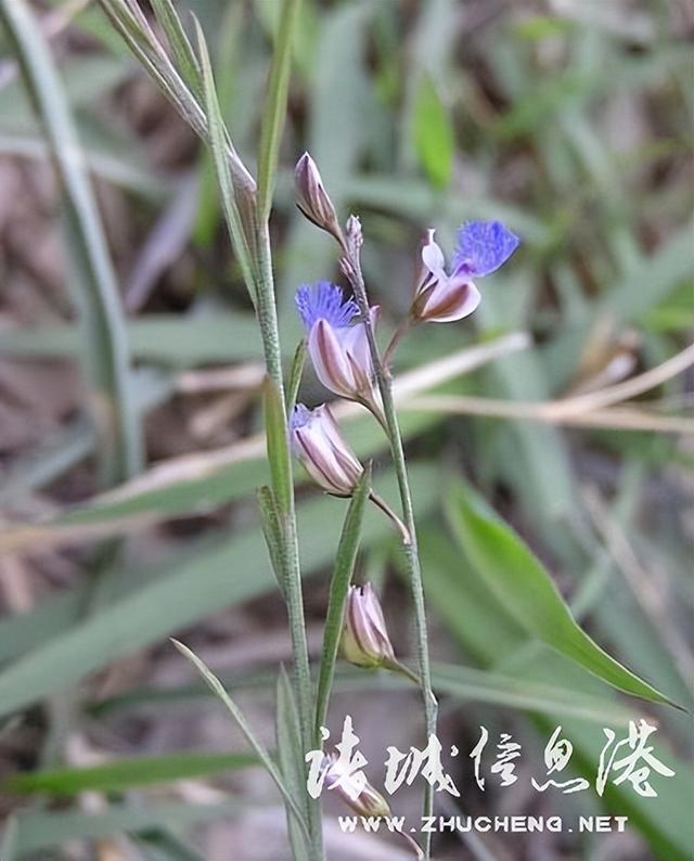 七星草的功效与作用，七星草的功效与作用（七星草都能治什么病）