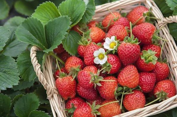 草莓的功效和作用，草莓的功效以及作用（草莓的好处）