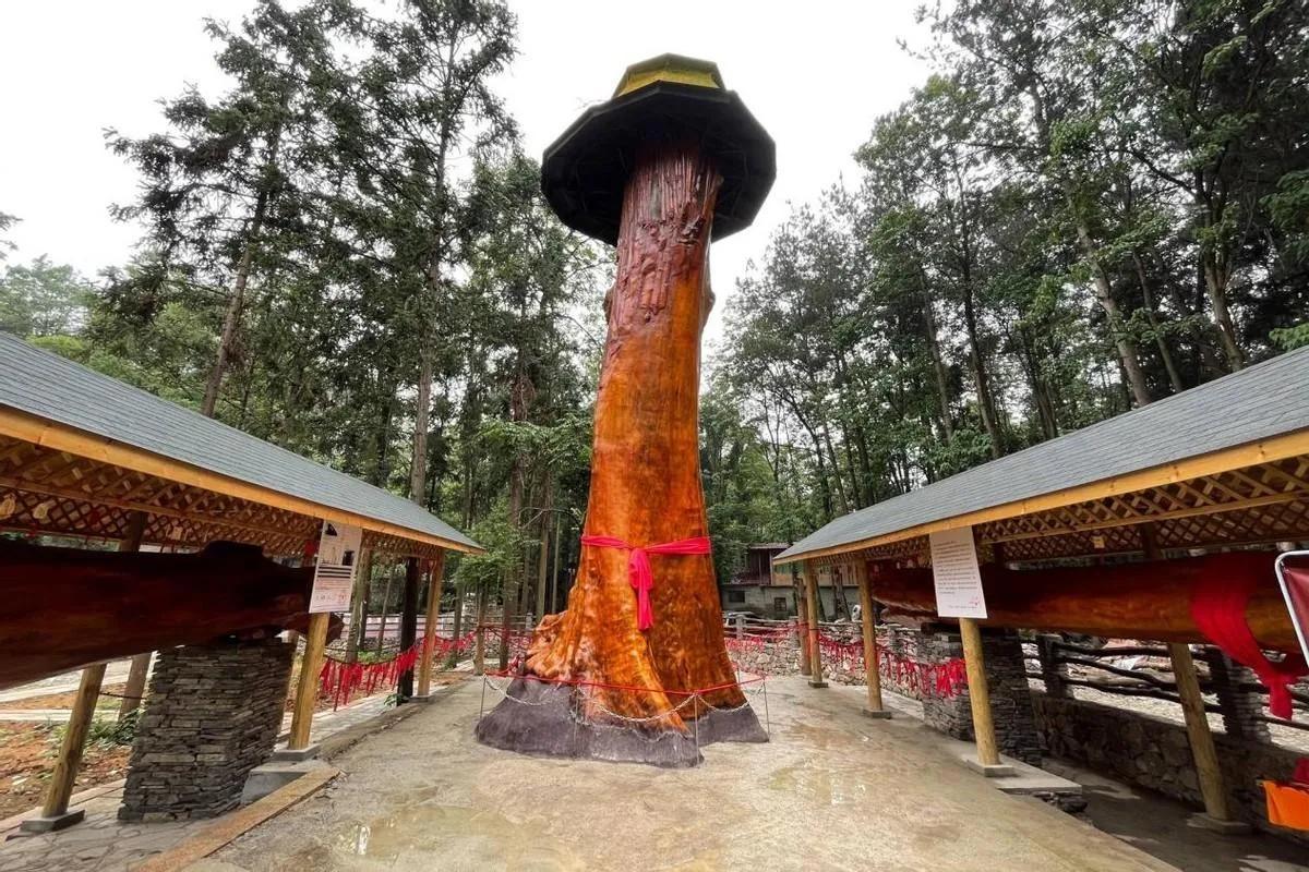 金丝楠木树苗适合哪些地方种植,金丝楠木树苗适合哪些地方种植小叶紫檀(树苗12元一株为何没人种植) 金丝楠木树苗适合哪些地方种植,金丝楠木树苗适合哪些地方种植小叶紫檀(树苗12元一株为何没人种植)