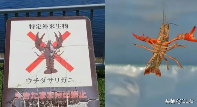 小龙虾可以吃吗，龙虾可以吃吗（小龙虾还能不能吃）