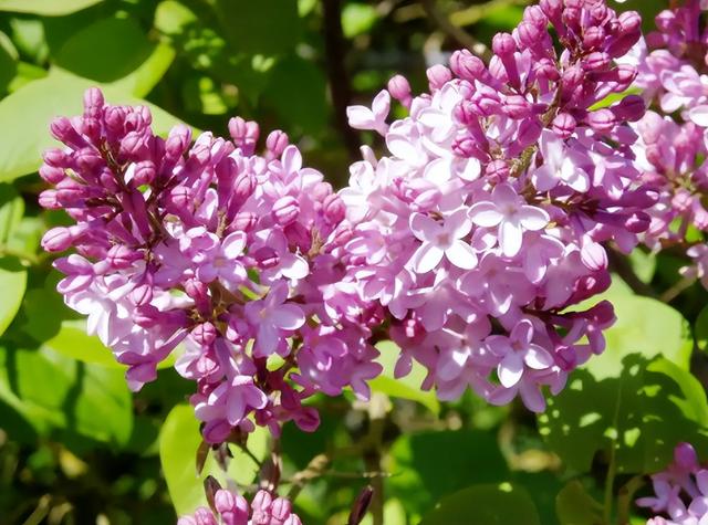 冬季里最耐寒的15种花卉，冬季里最耐寒的15种花卉庭院（小院可以种40种花）