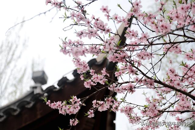 北京园博园门票，北京园博园门票价格及开放时间（园博园春日遛娃）