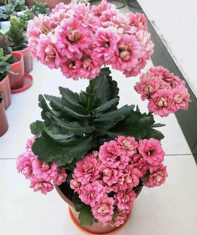 代表春天的花是什么花，代表春天的花是什么花名（冬天春天都开花）