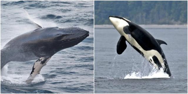 虎鲸为什么怕座头鲸，座头鲸为什么喜欢追着虎鲸打（“海洋街溜子”虎鲸）