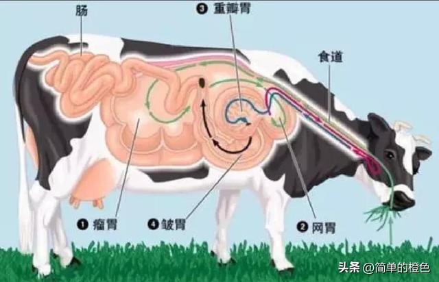 老牛怎么吃嫩草，老牛吃嫩草下句怎么接（三分钟带你了解为什么老牛喜欢吃嫩草）