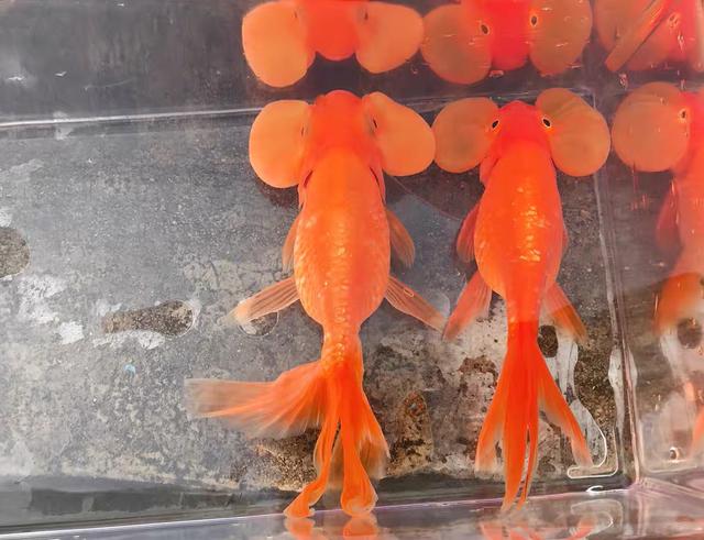 兰寿金鱼图鉴大全，金鱼品种大全之蛋种金鱼