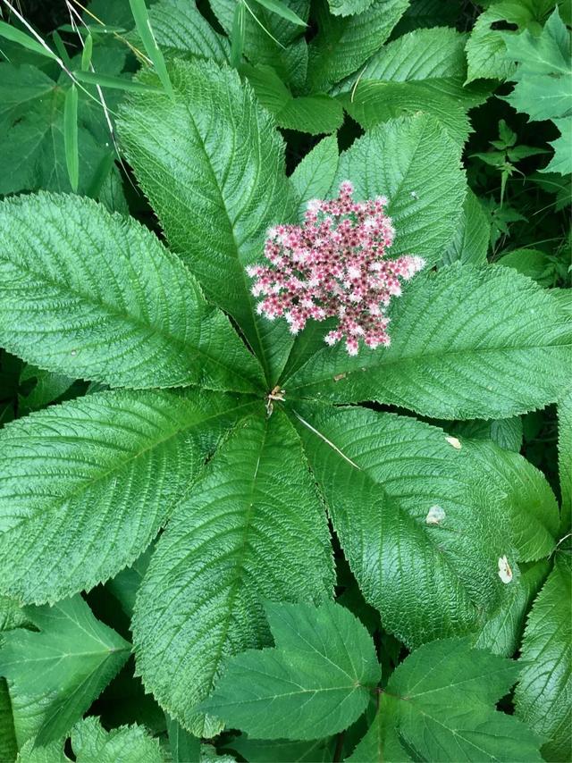 鲜花的花语和花的数目的寓意，鲜花数量的寓意（100种迷人的“数字花”）