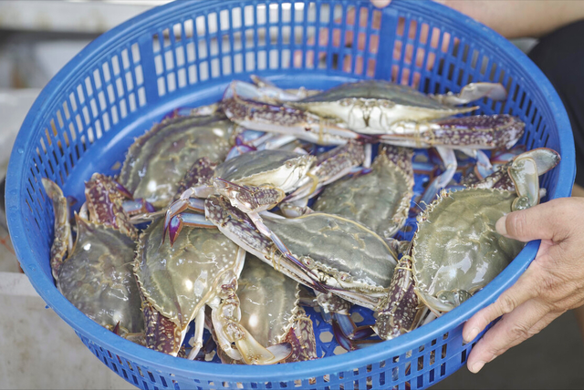 螃蟹的品种有哪些，什么品种的螃蟹（带你认识不同的螃蟹和吃法）