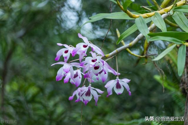 十大最香兰花品种，11种难得一见的名贵兰花