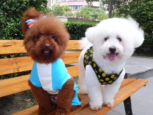 比熊和泰迪详细对比，比熊犬和泰迪犬有哪些区别