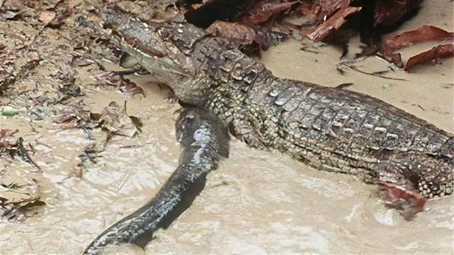 亚马逊河在哪里，亚马逊河在哪里（充满危险生物的亚马逊河有多可怕）