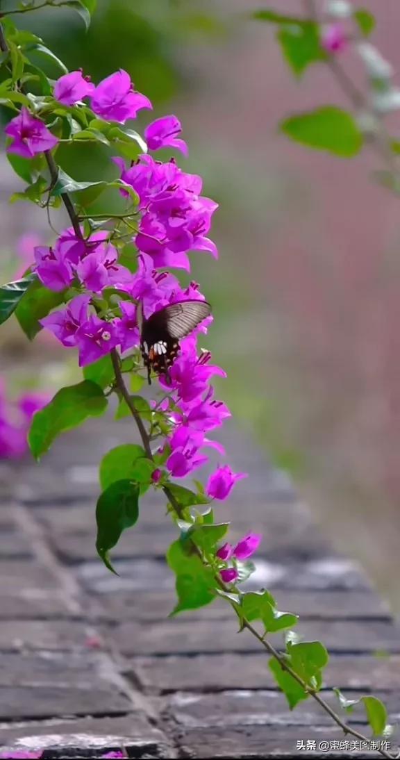 搜索风景图片 花草图片