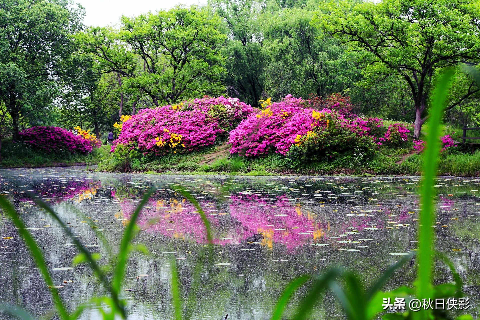 杭州风铃草（山楂花盛开）