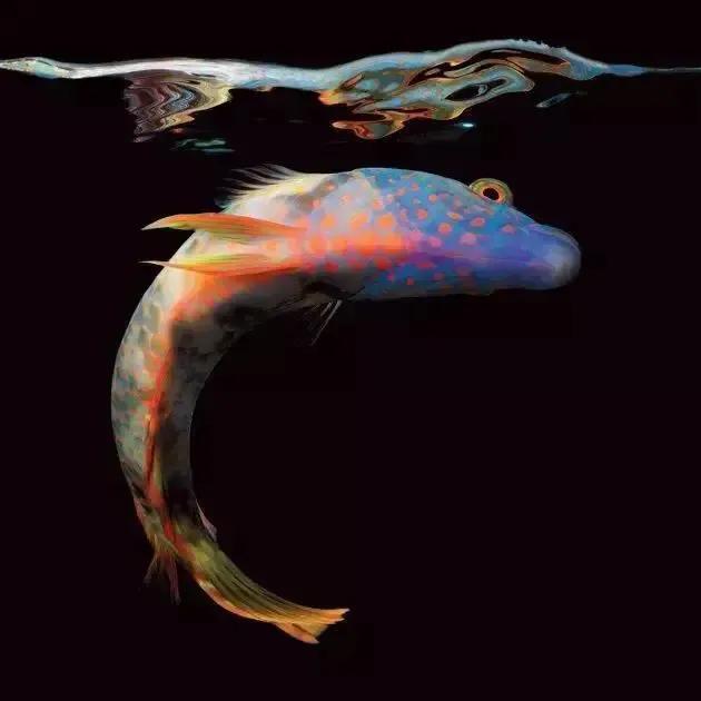 100多种神仙鱼欣赏，鳕鱼图片大全