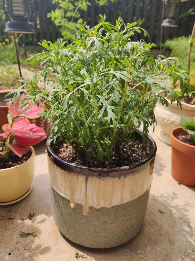 广东人叫做皇帝菜是什么菜，广东人的菜叫什么（被称作“皇帝菜”）