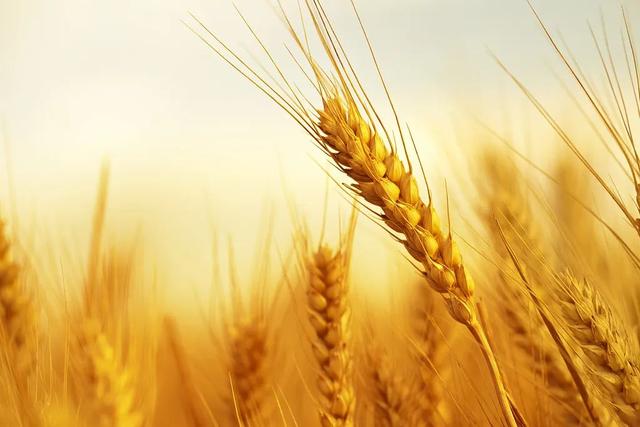 芒种是什么意思，二十四节气之芒种（芒种丨这么忙，这么美）