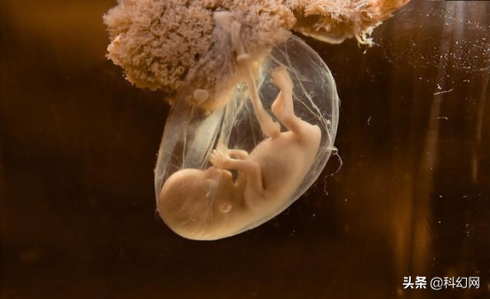 孕妇可以吃口香糖吗，孕妇口香糖可以吃吗（嚼口香糖的新作用）