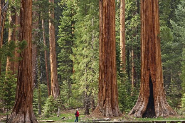 世界上最高的树，世界上最高的树排名（盘点世界最高的5棵巨树）