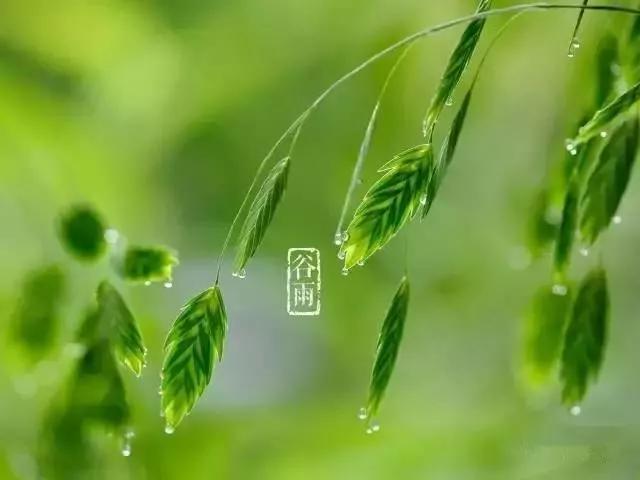 谷雨节气祝福语带图片，谷雨节气的祝福短信（谷雨图片配图高清唯美带字）
