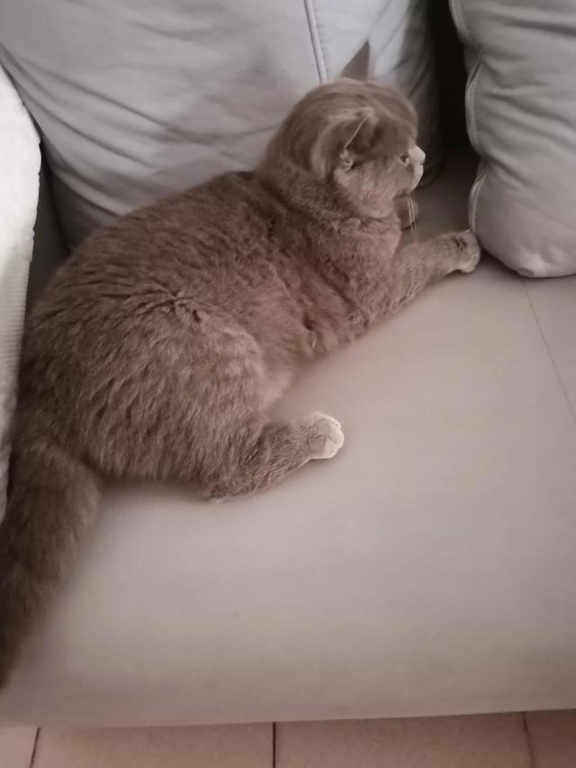 小灰灰可爱图片，好可爱的小灰灰，微信头像（我的动物朋友一一小灰灰）