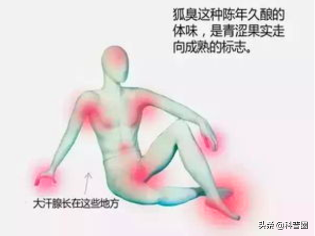 狐臭是怎么引起的，女生狐臭是怎么引起的（科学证实：有狐臭正常）