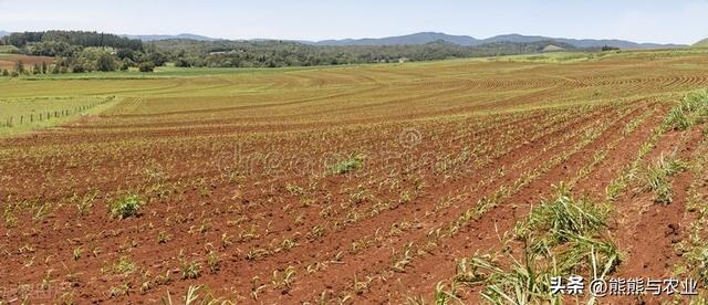 甘蔗的种植技术方法，如何种植甘蔗（甘蔗的种植方法）