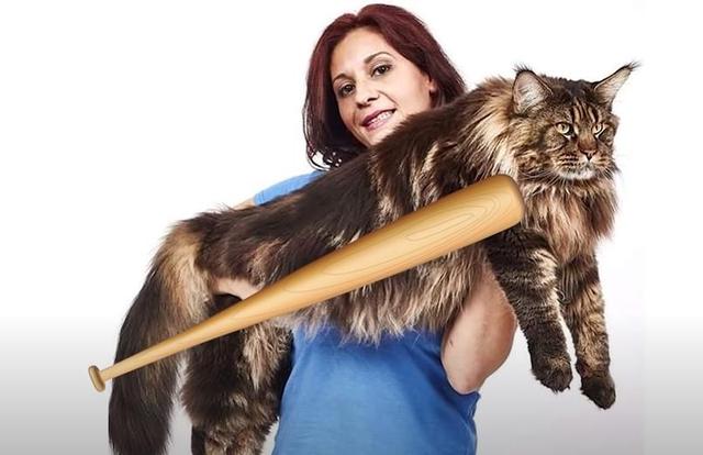 猫的种类图片及名称，猫的种类图片及介绍（猫的种类和性格特点）