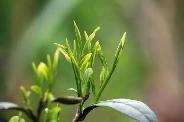 黄芽属于什么茶，滇红金芽属于什么茶（黄茶之：霍山黄芽）