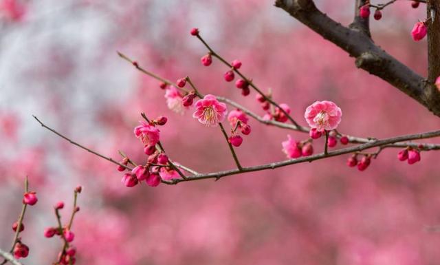 菊花的象征意义，菊花的象征意义是什么（中国十大名花，哪个是你的最爱）