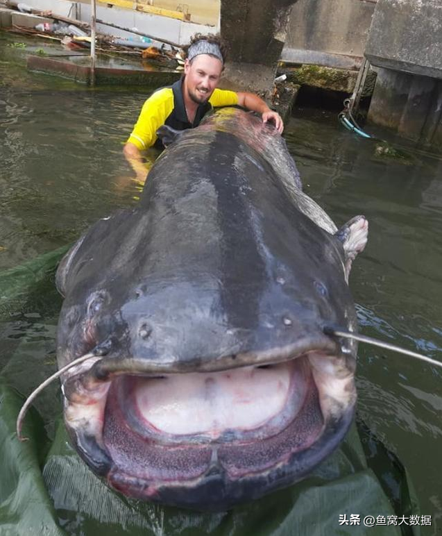 为什么鲶鱼能够长到很大呢,有的甚至几百斤?