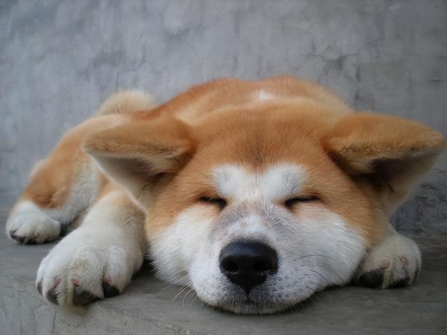 秋田犬为什么禁养，10大旺财的狗（为什么说“秋田犬”不值得养）