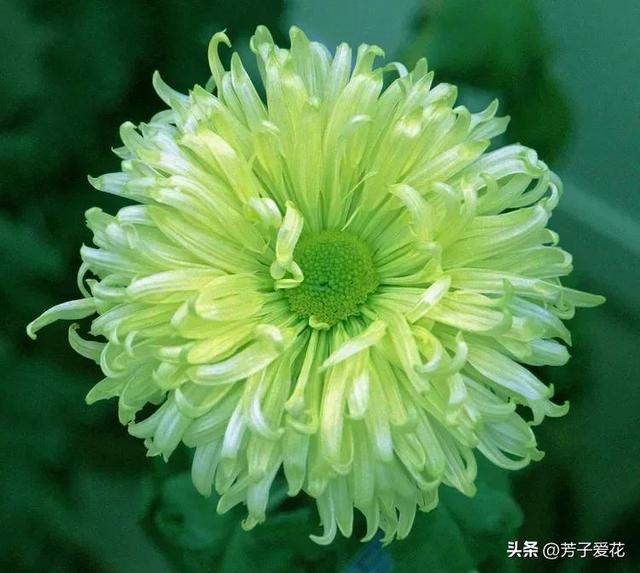 菊花的品质和精神，菊花代表着什么精神品质（粉黛舞魅的菊花品种）