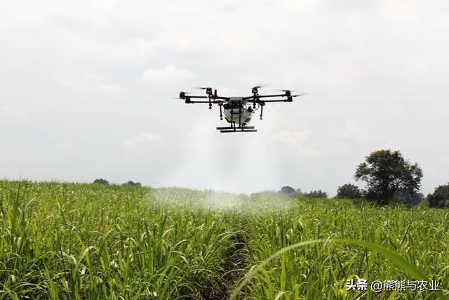 甘蔗的种植技术方法，如何种植甘蔗（甘蔗的种植方法）