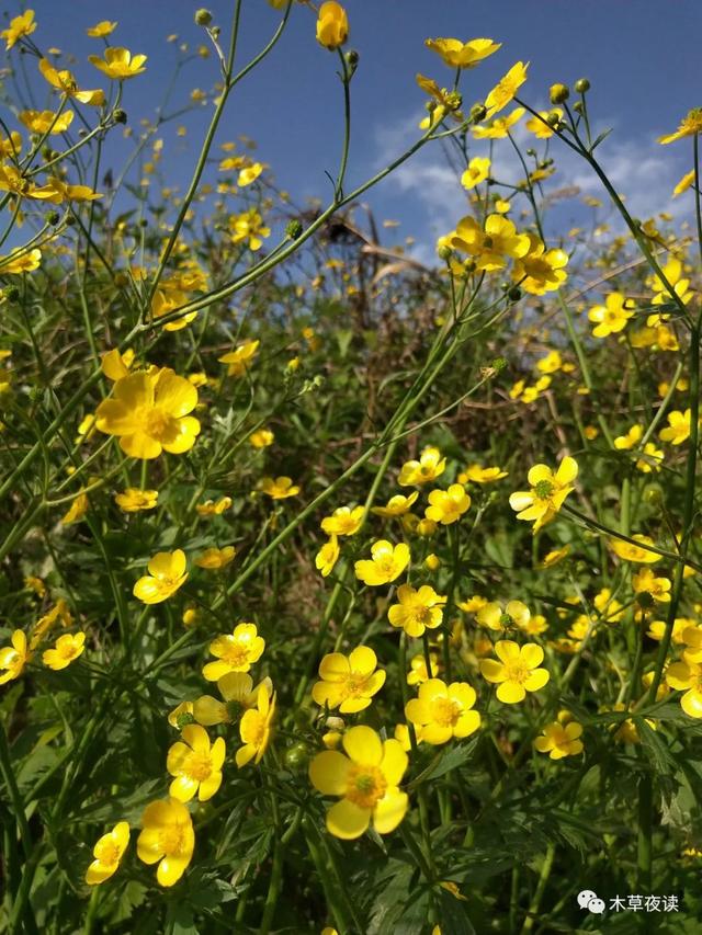 那些四月里开出绚烂花儿的野生植物们，四月有什么花开花