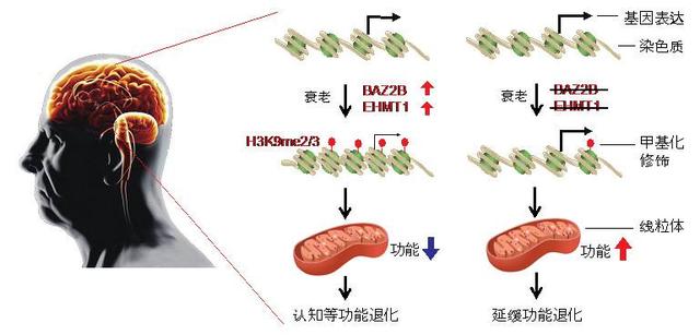 抗衰老的三种有效方法，哪些抗衰老的方法显著有效（真正要想延缓衰老）