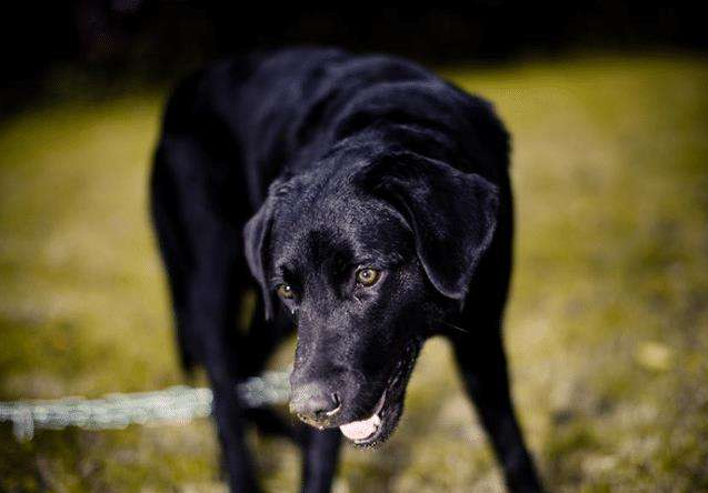 金毛犬聪明吗，金毛犬聪明吗,有些什么缺点（狗狗智商排名前8位）