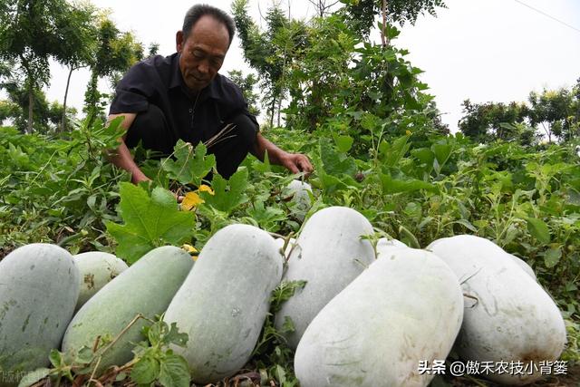 六叶子是什么意思，滁州方言六叶子是什么意思（冬瓜需要整枝打杈摘心吗）