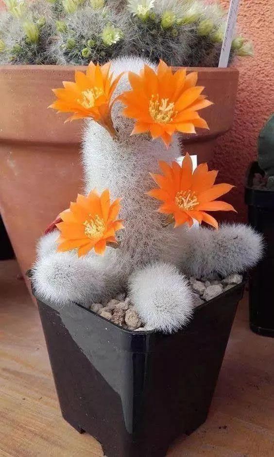 仙人掌开花图片，八种开花勤快的仙人掌植物（40多种罕见的仙人掌开花图）
