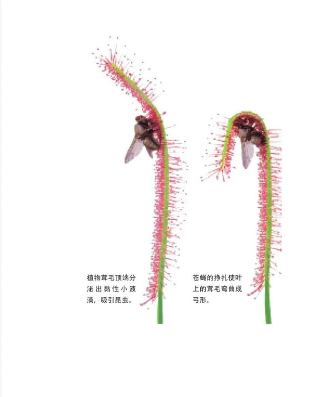 为什么有的植物会吃虫，为什么有的植物会吃虫害（食虫植物都是怎么“吃”虫的）