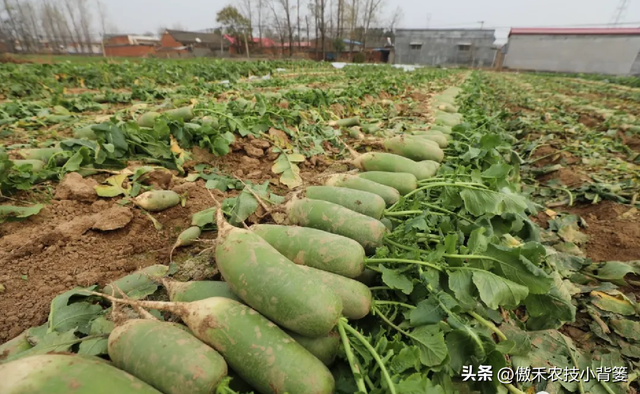 白萝卜种植时间和方法，种白萝卜的正确方法（高产萝卜种植技术）