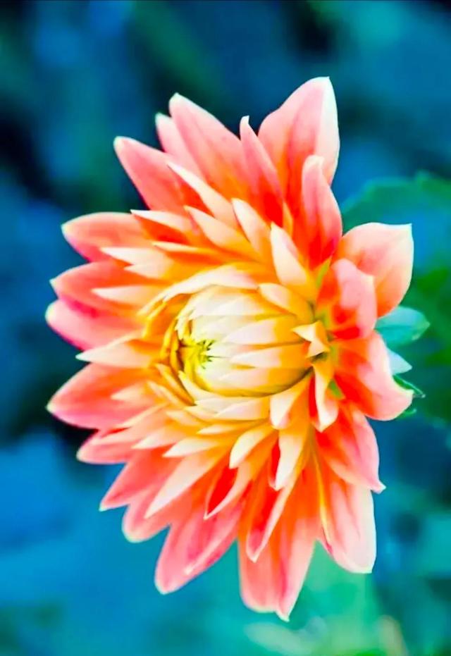 繁花似锦下一句是什么，一路繁花似锦下一句是什么（美醉你的心田）