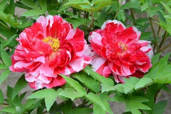 牡丹有哪些品种，牡丹有哪些品种(要名称)（精美绝伦的牡丹花十大品种图片欣赏）