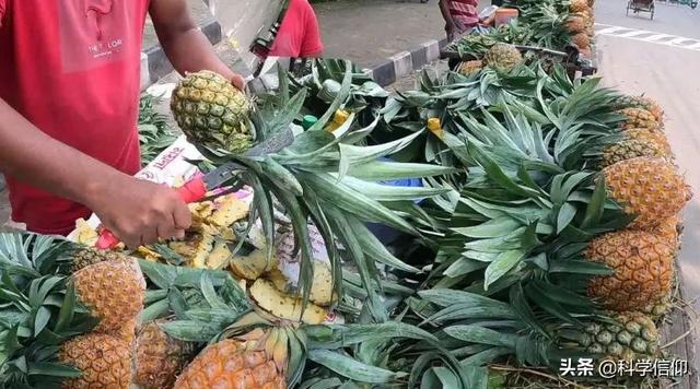 凤梨树和菠萝树的区别，菠萝跟凤梨是一个品种吗（菠萝和凤梨是一回事）